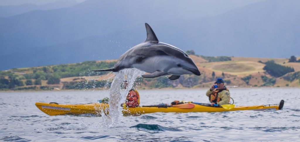 Brilliant Rentals Car Hire Rent a Car Christchurch NZ - 8 reasons why Kaikoura is a must include destination in your South Island Roundtrip - Dolphin Encounter