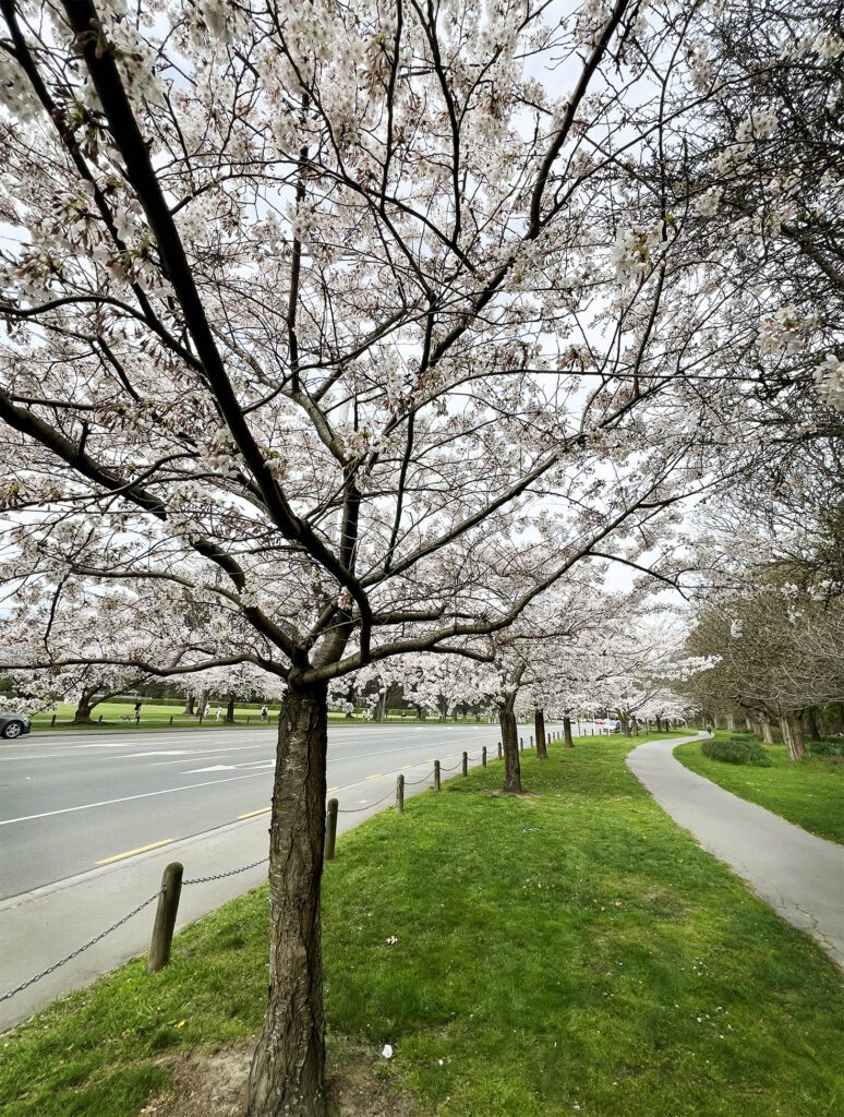 Brilliant Rentals Car Hire Christchurch NZ - Cheery Blossoms