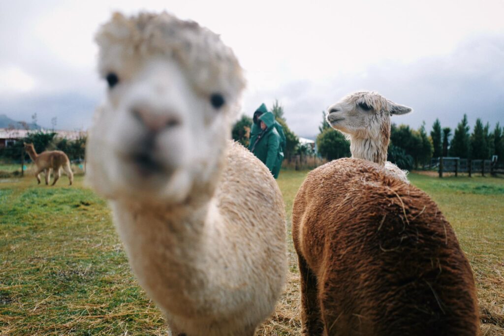 Brilliant Rentals Car Hire Rent a Car Christchurch NZ