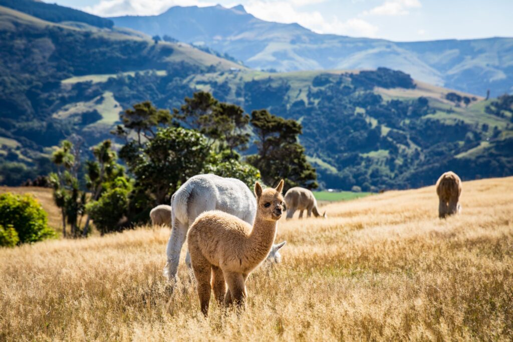 Brilliant Rentals Car Hire Rent a Car Christchurch Airport Queenstown Airport NZ